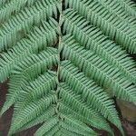 Dicksonia antarctica Leaf