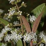 Miconia ibaguensis