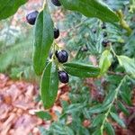 Sarcococca hookeriana Diğer