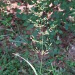 Agrostis gigantea Hedelmä