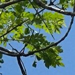 Jacaranda cuspidifolia Hoja