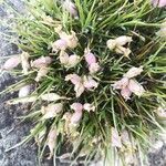 Erinacea anthyllis Kwiat