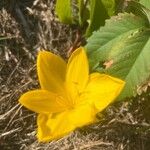 Sternbergia lutea Flower