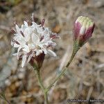 Hymenothrix wrightii Lorea