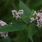 Koenigia campanulata പുഷ്പം