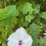 Ipomoea pandurata Fuelha