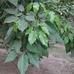 Handroanthus heptaphyllus Folha