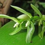 Acianthera aberrans Autre