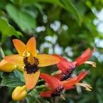 Ruttya fruticosa Blomst