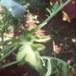 Parthenium hysterophorus Leaf