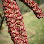 Alnus rubra Fruit