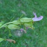Pedicularis sylvatica Écorce