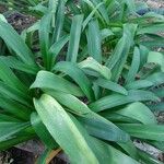 Agapanthus spp. Blad