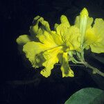 Handroanthus serratifolius Blomst