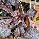 Ajuga reptans Blad