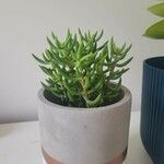 Crassula tetragona Folha