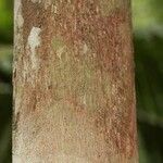 Mouriri nervosa Kabuk