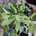 Salvia officinalisЛист