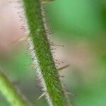 Rubus nigricans Leaf