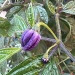 Capsicum pubescens Kvet