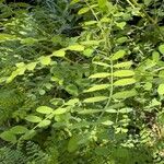 Indigofera heterantha Leaf