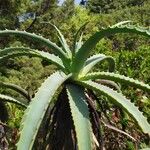 Aloe arborescensLiść