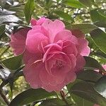 Camellia saluenensis Цветок