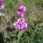 Lathyrus latifolius Цветок