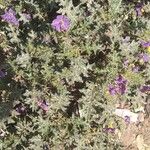 Solanum virginianum Flower