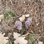 Anemone pulsatillaBlomst