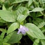 Ruellia geminiflora Levél