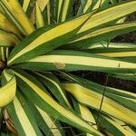 Yucca flaccida Leaf