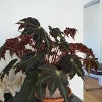 Begonia heracleifoliaFulla