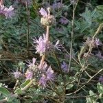 Salvia leucophylla Blüte