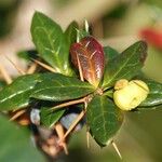 Berberis verruculosa Leaf