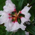 Rhododendron adenogynum Flower