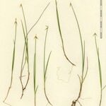 Carex pauciflora Inny