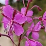 Epilobium angustifoliumFlor