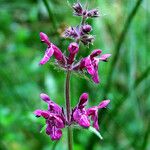 Stachys sylvatica Flower