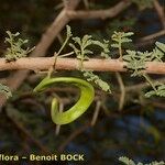 Acacia raddiana പുറംതൊലി