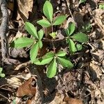 Panax trifolius Fulla