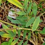 Tephrosia purpurea 树皮