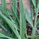 Paspalum dilatatum List