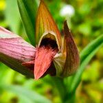 Serapias vomeracea 花