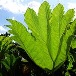 Gunnera tinctoria Blad