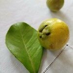 Psidium cattleyanum 葉