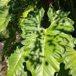 Philodendron giganteum Leaf