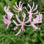 Nerine undulata Flower