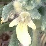 Ajuga iva List