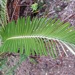 Blechnum tabulare Leaf